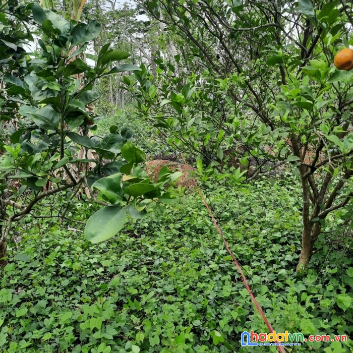 Cần bán đất vị trí đẹp tiềm năng cao