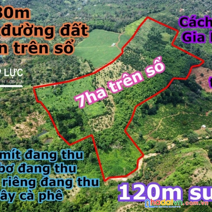 Bán 7ha trên sổ, thực tế 8ha tại nghĩa tín phường quảng thành, gia nghĩa. đắk nông