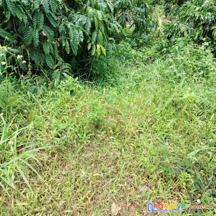 Cần bán gấp lô đất  rẫy vị trí đẹp tại xã đăk nia tp gia nghĩa, đăk nông