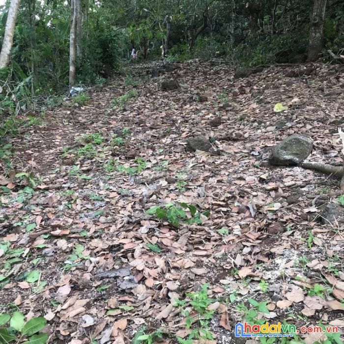 Chính chủ cần bán lô đất trồng điều ở xã phú tân, huyện định quán, đồng nai