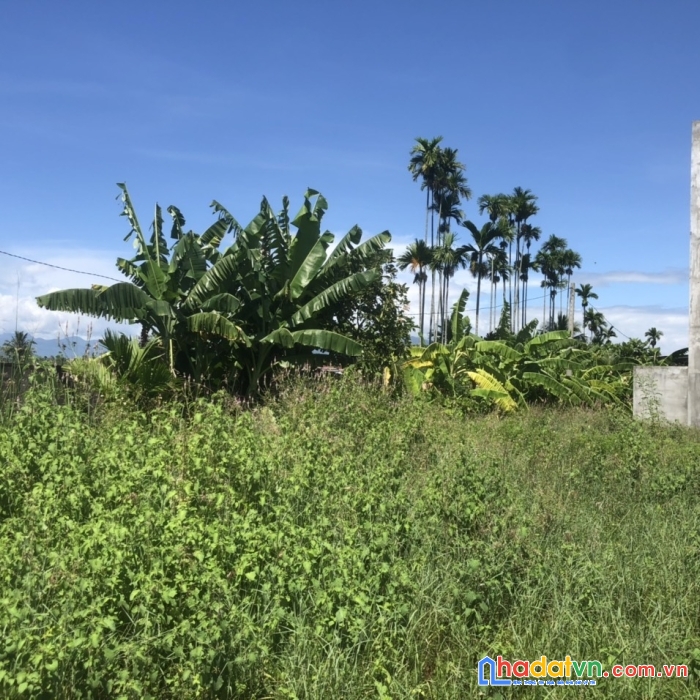 Bán đất xã diên phú, diên khánh có sẵn nhà yến đang thu hoạch đều đặn, giá đầu tư hấp dẫn