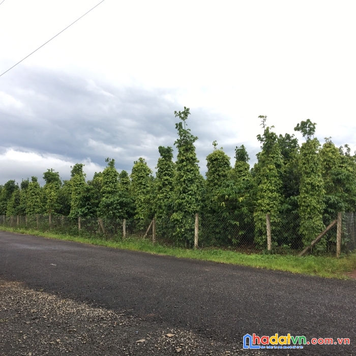 Đất đất bảo lâm thổ cư sẵn, mặt tiền đường 850tr/ sổ hình đất trực tế