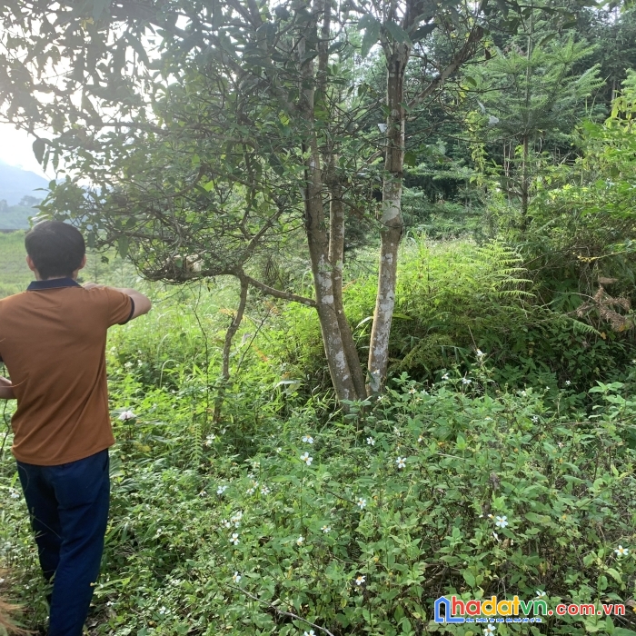 Lô đất 1,2 ha nằm sát với hồ sinh thái nặm đăm , quản bạ , hà giang