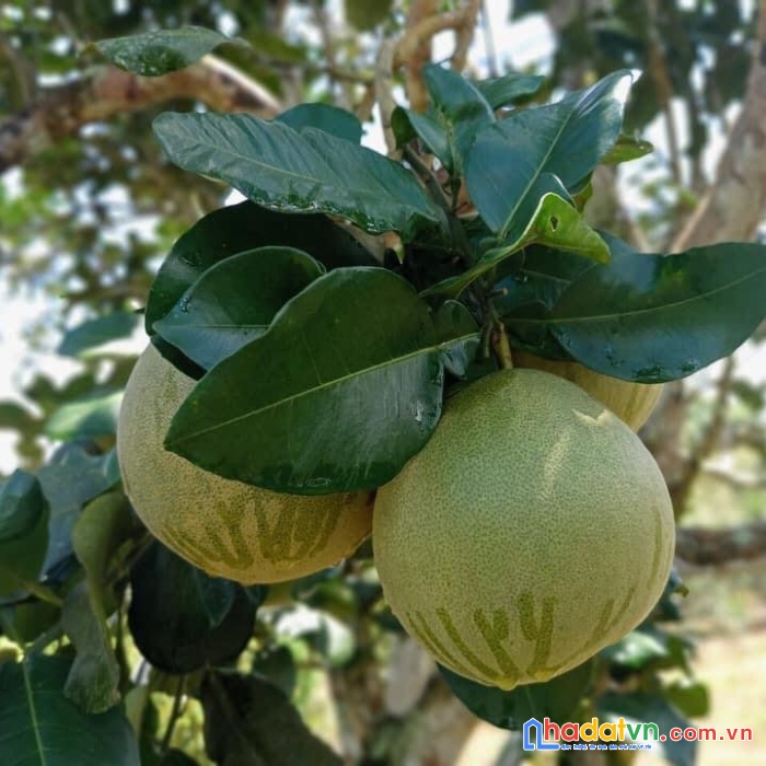 Tôi cần bán đất vườn có sẵn trái cây trên đất