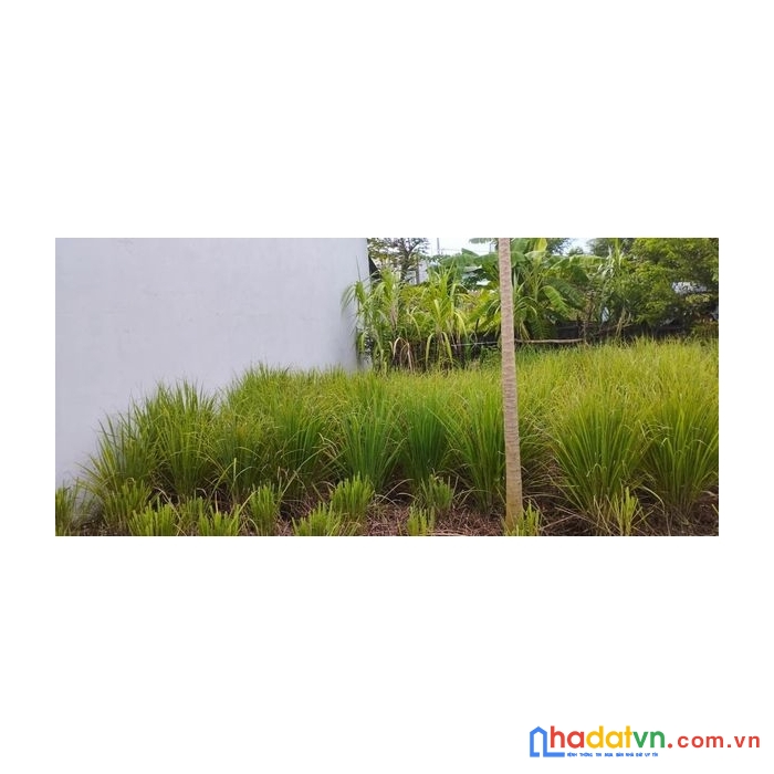 Cần bán đất tái định cư gò lăng 5 hòa nhơn gía rẻ
