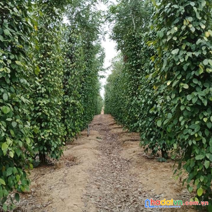 Cần bán đất vườn caphe tiêu diện tích 1mẫu3 sổ điện nước đầy đủ