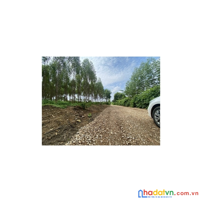 Chính chủ cần chuyển nhượng 7000m2 toàn bộ là đất cây lâu năm có thổ cư