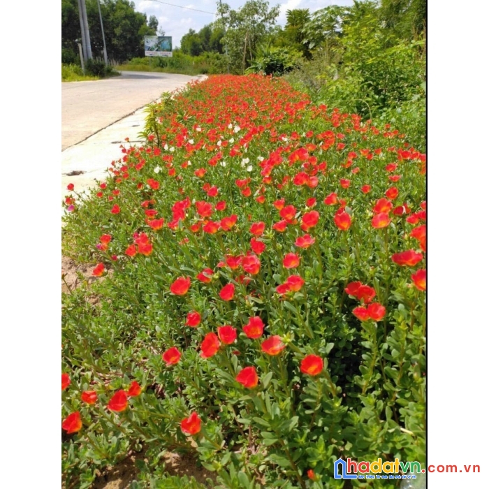 Chính chủ bán gấp lô đất view hồ lộc an giá rẻ chỉ từ 5tr m2. liên hệ ngay để biết thêm thông tin