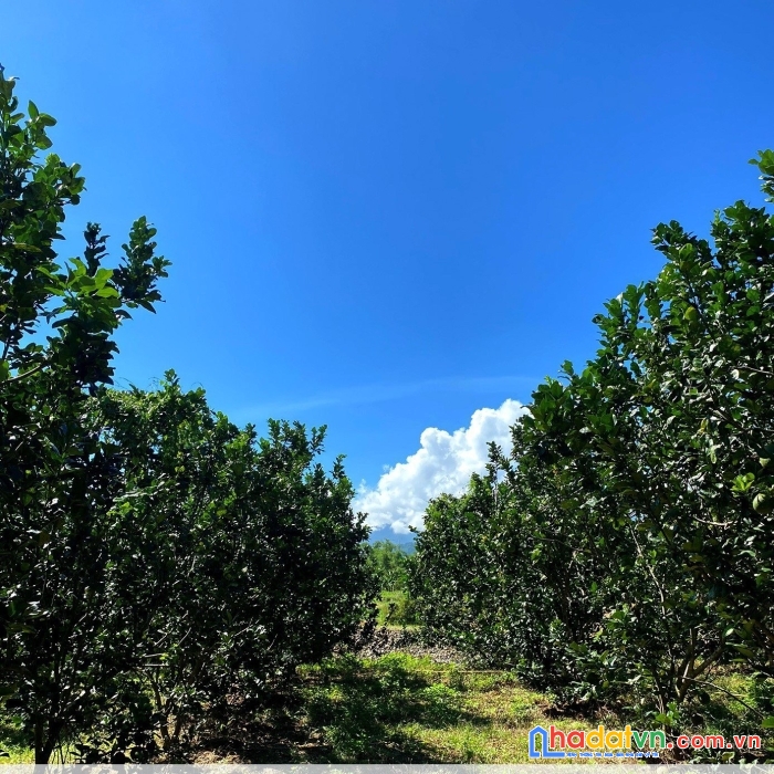 Lời ngay khi mua lô đất trung tâm sông cầu ( khánh vĩnh ) giá sập sàn nhất khu vực