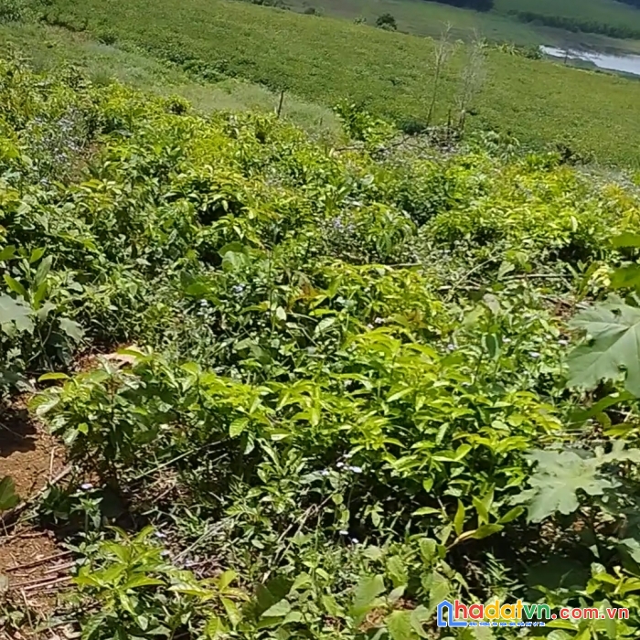 Đất cao nguyên vân hoà view hồ giá rẻ chỉ 390 triệu