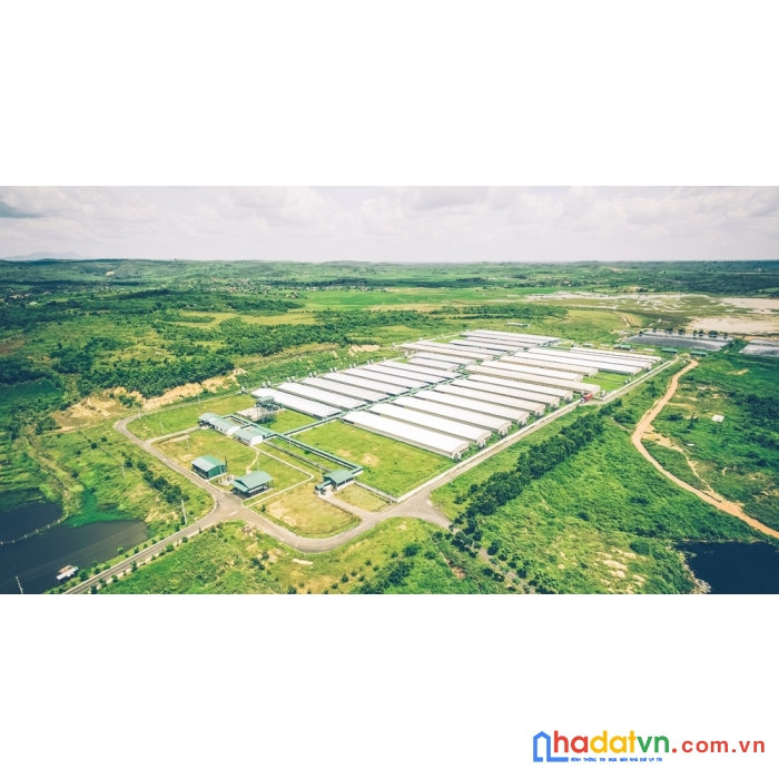 Bán nhanh 12ha đất trang trại hàm thuận nam, bình thuận đang cho thuê 430 triệu/tháng