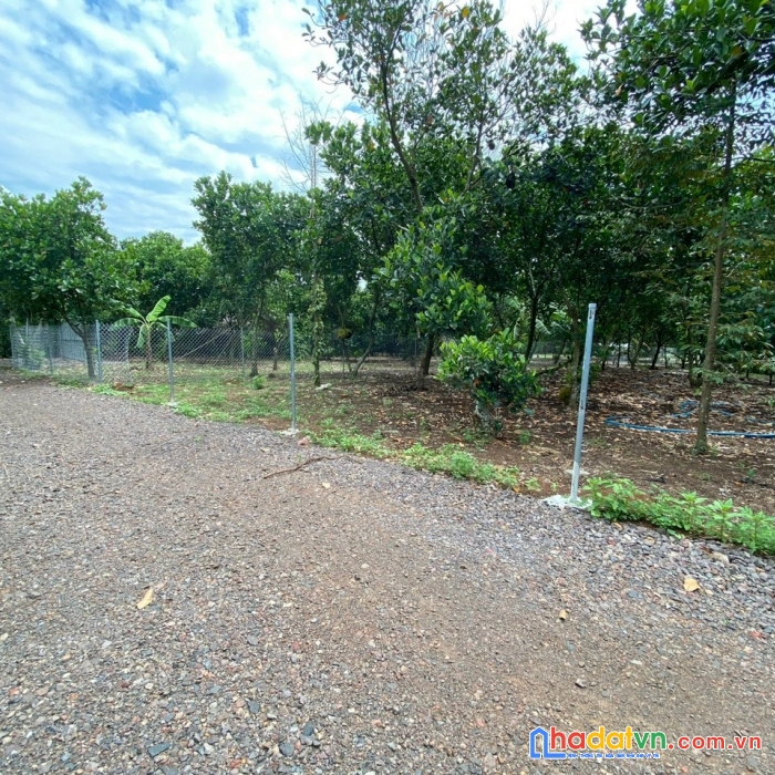 Chính chủ cần bán vườn cây ăn trái vị trí đẹp tại tp long khánh đồng nai