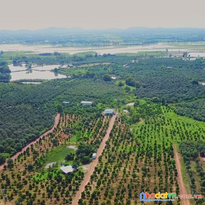 Nhà vườn la ngà, tặng vườn trái cây ăn trái đang thu hoạch, sổ riêng