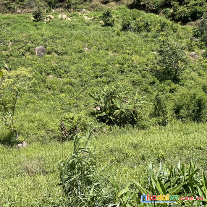 Chính chủ cần bán gấp lô đất tại bảo lâm-lâm đồng