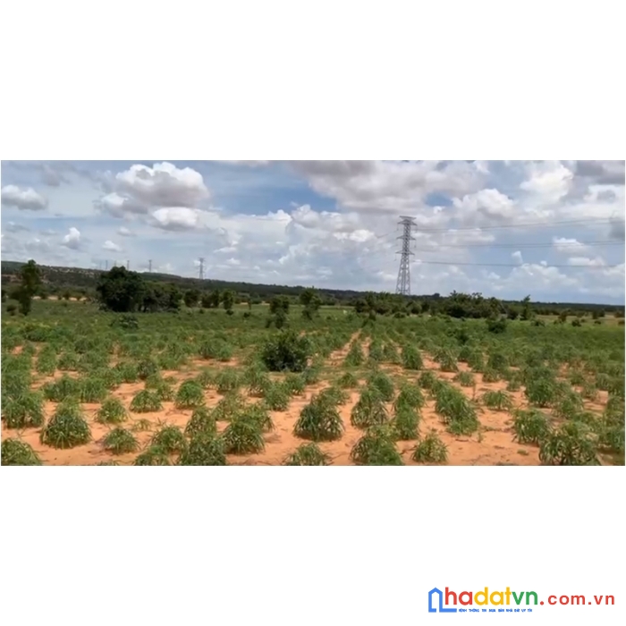 Cần bán gấp cụm 3 lô hòa thắng chỉ 230tr/sào