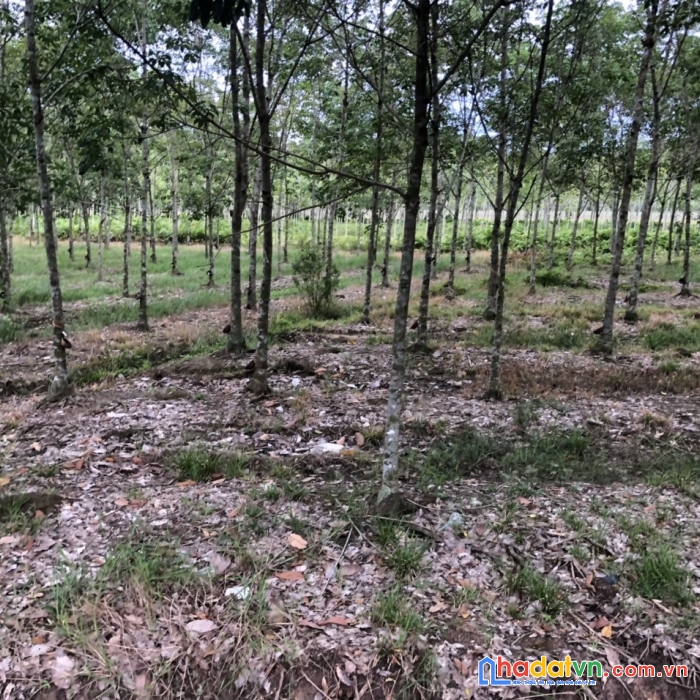 Đất xskd mặt tiền ng thị tú bình chánh, 5400m2 giá 150 tỷ