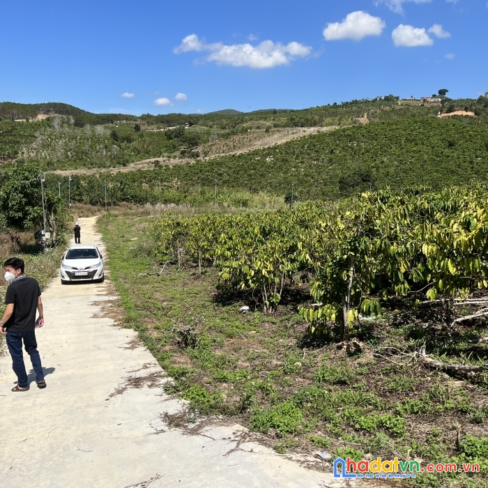 Cần bán lô đất nghỉ dưỡng ven suối lâm hà – đà lạt 2