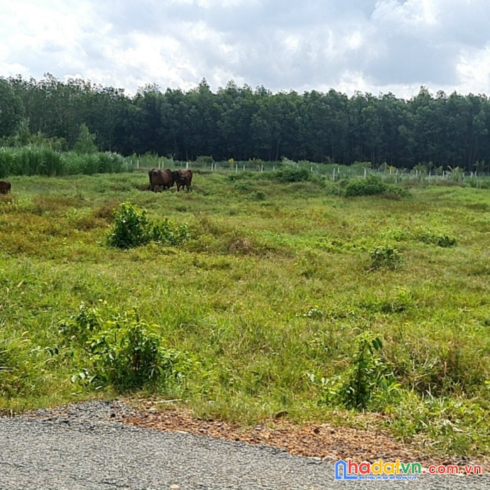 Hãy thử xem mảnh đất này có gì ? mảnh đất này có tương lai của bạn ko