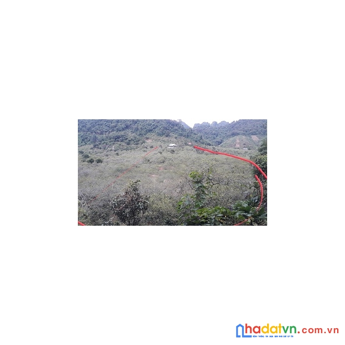 Chính chủ cần bán trang trại tại chiềng an,tp sơn la