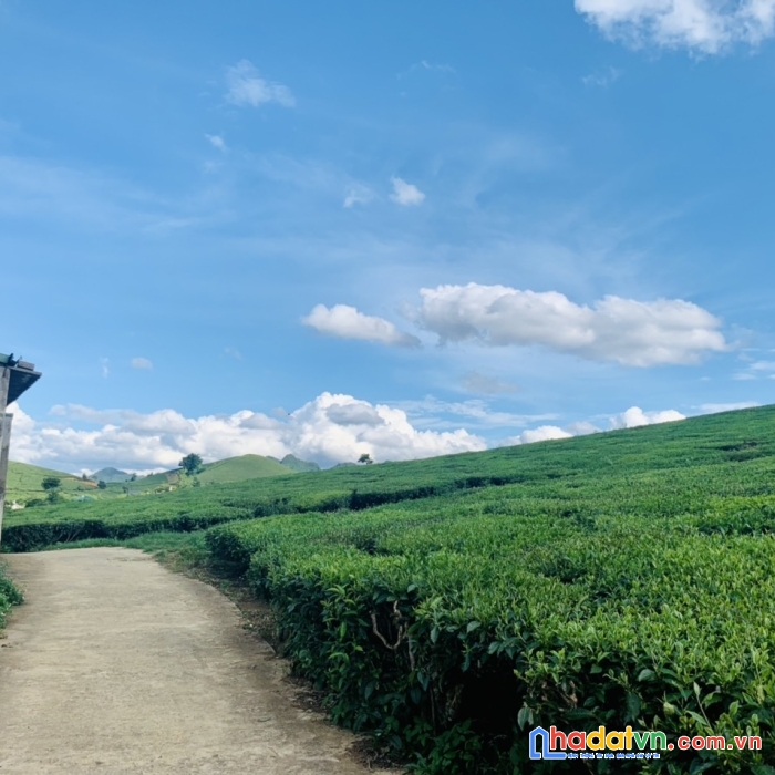 Mảnh đất view đồi chè siêu đẹp đón sóng khu du lịch quốc gia mộc châu