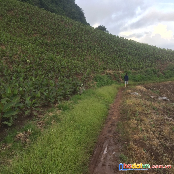 Mảnh đất thổ nhưỡng tốt view đẹp diện tích lớn tại  chiềng sơn, mộc châu gía tốt