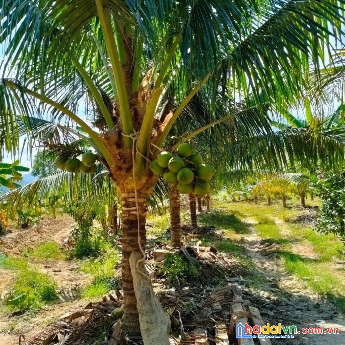 Bán mảnh đất vườn cách tỉnh lộ 5 chỉ 700m ninh hưng ninh hoà lh 0395287569 vân