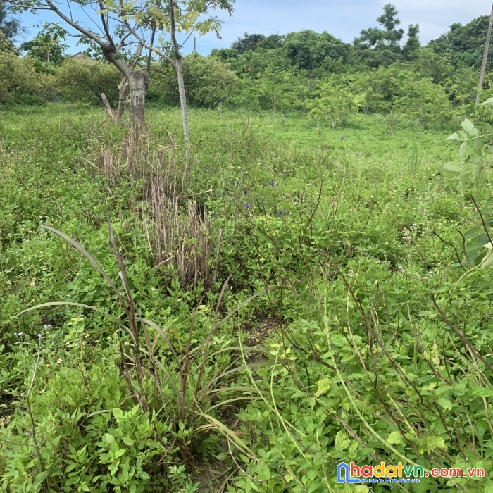 Siêu phẩm đất nền cô tô tiềm năng tăng giá cao giá chỉ 2 triệu/m2