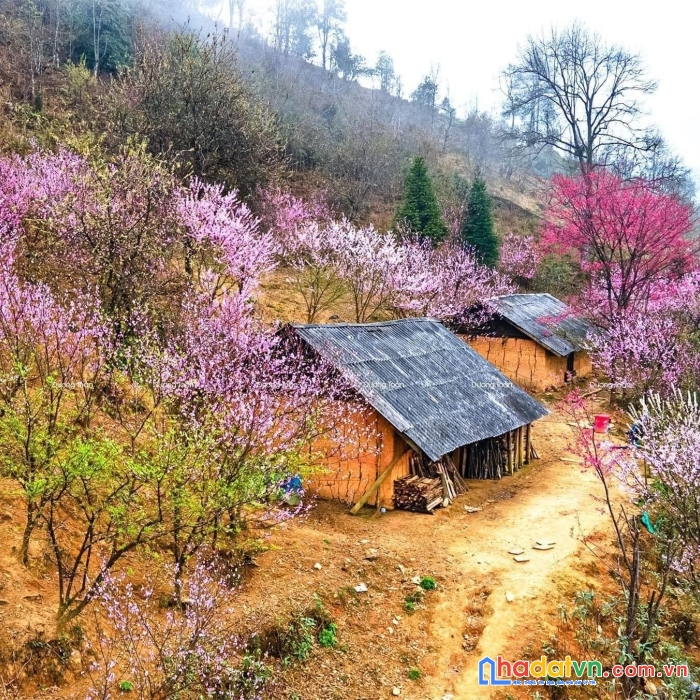 [tin hot:nhỉnh tỷ có đất sapa]