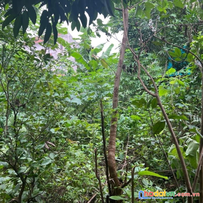 Cần bán 30 m2 phường đồng mai, giá 999 triệu