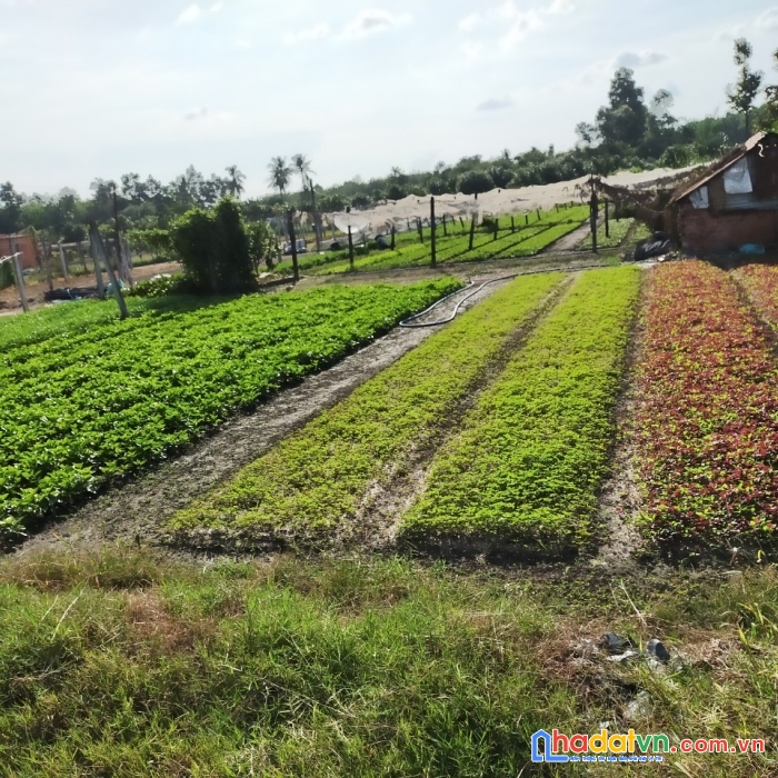 Hàng hiếm sổ sẵn 1000m2 huyện châu thành, tỉnh tây ninh