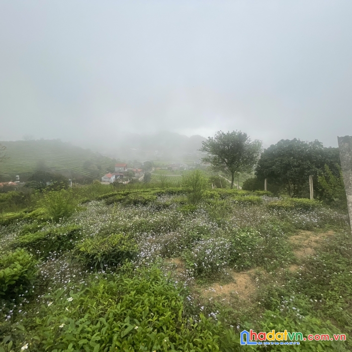 Bán đất-  mộc châu - sơn la - giá rẻ - chỉ còn một lô duy nhất