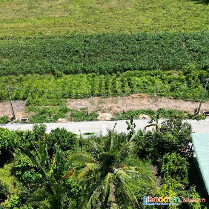 Kim anh new town cây da hiệp thạnh gò dầu tây ninh