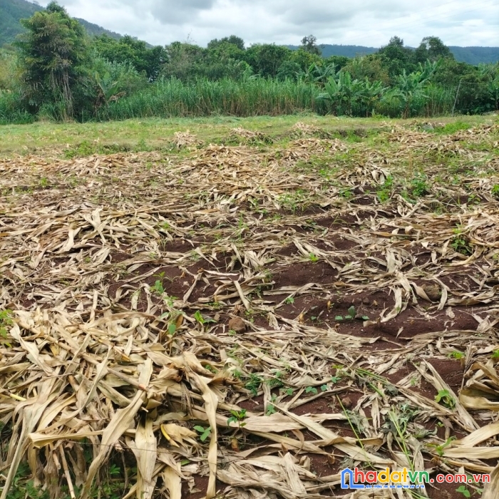 Tôi chính chủ cần bán lô đất view đẹp đường nhựa nguyễn tri phương thị trấn liên nghĩa, đức trọng,