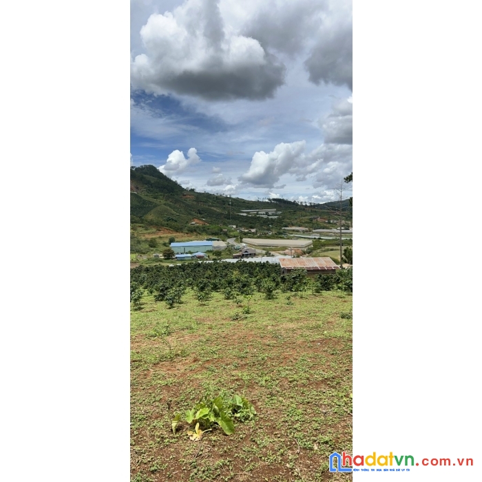 Cần tiền nên bán gấp 5,2 ha đất nông nghiệp khu đarsa, lạc dương