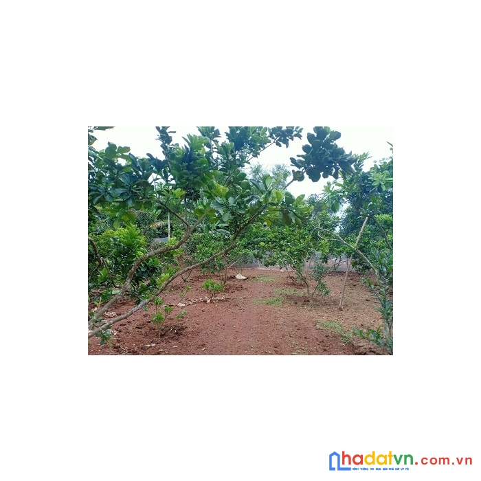 Nhà em chính chủ bán mảnh 1399m vườn cln, có 250 thổ cư tại tân thanh, lạng giang, bắc giang.