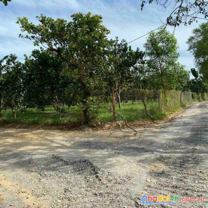 Chính chủ cần bán vườn bưởi giá f0 chỉ 920 triệu mặt tiền đường xe hơi, gần khu dân cư