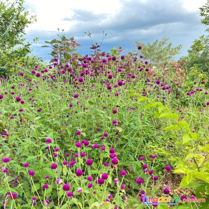 Ngân hàng siết nợ cần thanh lý gấp lô bán đảo[famstay]