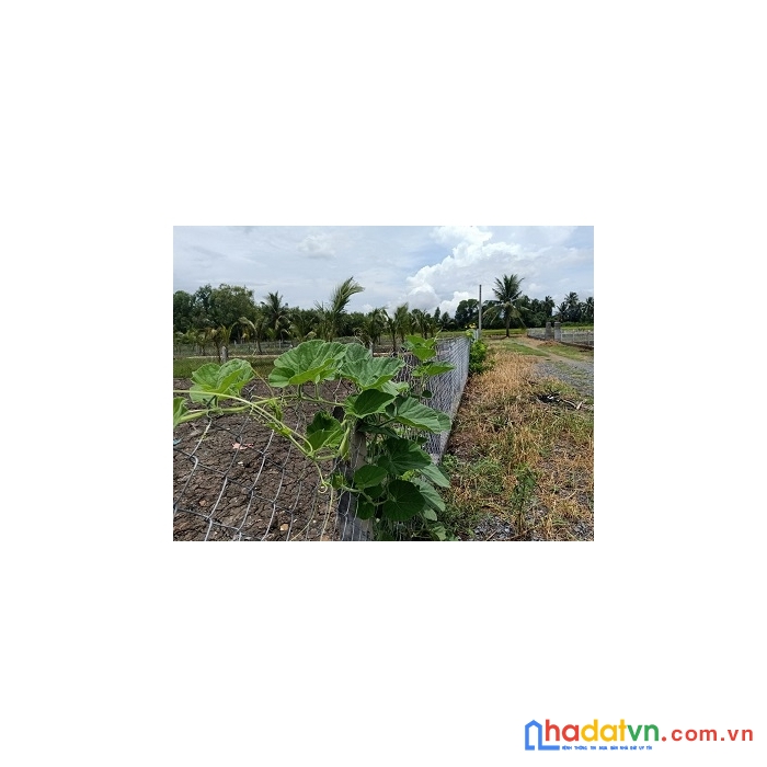 Kẹt tiền cần bán gấp lô đất vườn 1000m²tại ấp 10, xã lương hòa, huyện bến lức, tỉnh long an.