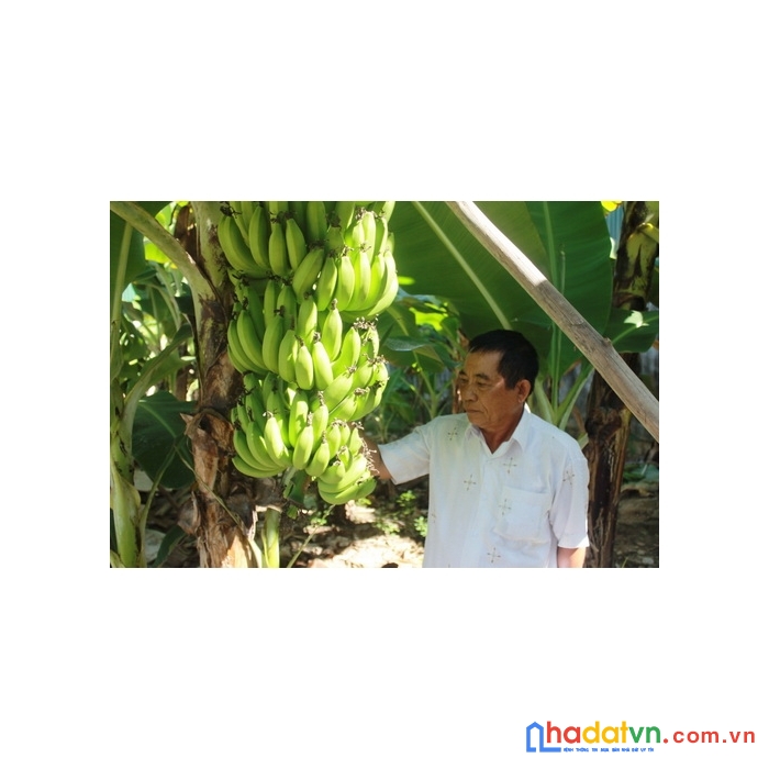 Bán đất vườn sổ riêng tại bàu hàm thống nhất giá cực rẻ lh 0935166466