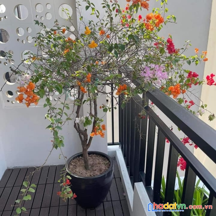 Penthouse mặt đất-xuân đỉnh 47m-5 tầng-chỉ 4 tỷ