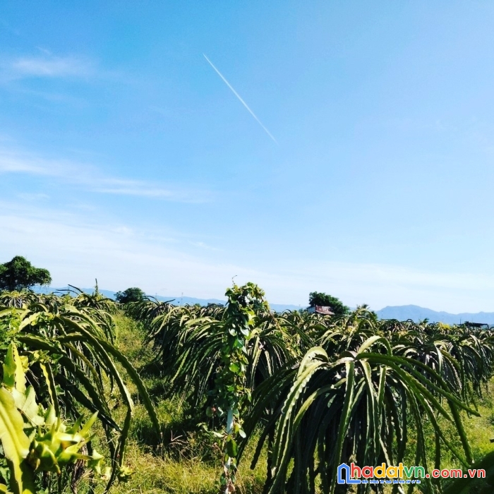 Chính chủ gửi bán lô đất thị trấn lương sơn, bắc bình, bình thuận