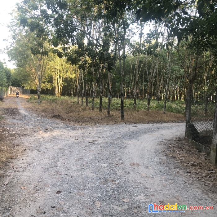 10 lô giá sỉ 550tr 5x27 , cách trường học 200, . kcn thạnh đức 300m. bán lẻ 600tr / lô tại bến