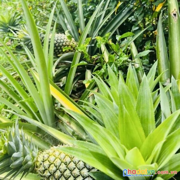 Bán lô đất khánh thượng khánh vinh view suối thích hợp nghĩ dưỡng