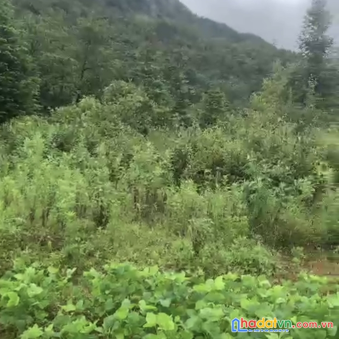 Đất nền y tý (sapa 2) đầu tư đón sóng quy hoạch 1/500 đô thị du lịch