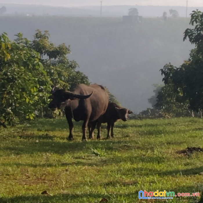 Chính chủ cần bán lô đất vườn vị trí đẹp tiềm năng cao