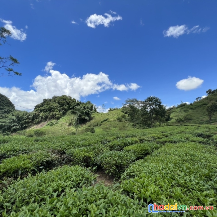 Bán mảnh đất có diện tích khoảng 5000 m2