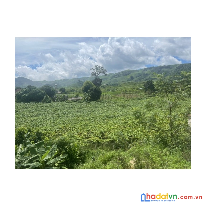 Hàng vip - mảnh đất nằm ở phiêng luông 289m2 mộc châu