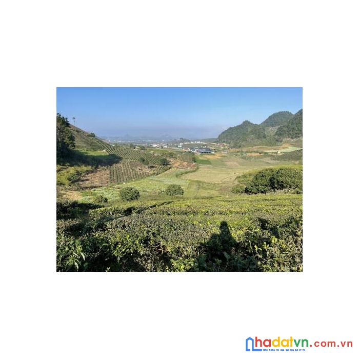 Chính chủ cần bán 3,400m tại chiềng đi, ttnt mộc châu. view đồi chè