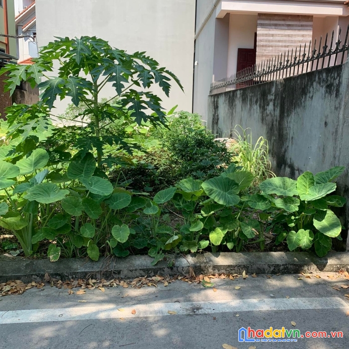 Chủ mót bán gấp thạch bàn 46m- ô tô đỗ cổng-chỉ hơn 3 tỉ. bất chấp đầu tư