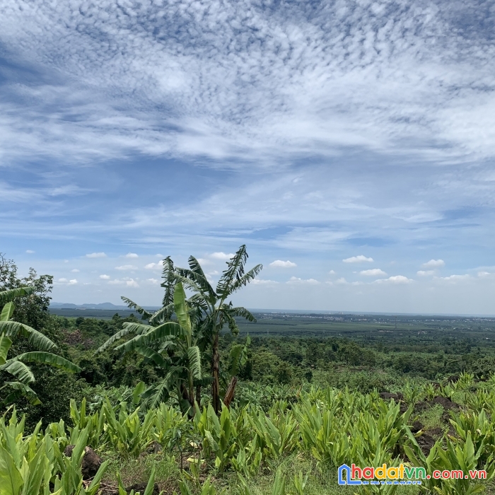 Bán 2 đất vườn gần nhau có dàn cây ăn trái đẹp có view về cao tốc dầu giây